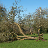 Protect-garden-against-strong-winds-hyungry-garden