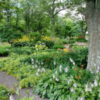 trees-plants-shady-garden-hungry-garden