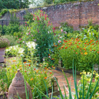ornamental-plants-best-kitchen-garden-hungrygarden