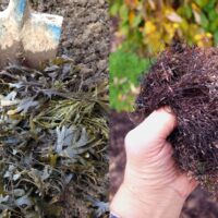 How To Use Garden Seaweed To Eliminate Weeds Forever