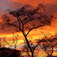 A Tree Of A Different Colour