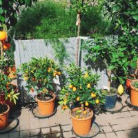 Fruit Trees: Back To The Basics Tips On How To Grow More Fruit Trees At Home