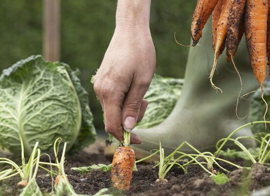 How Ito grow An Organic Vegetable Garden In The City