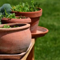 How To Grow Ginger From A Terra Cotta Pot