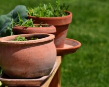 How To Grow Ginger From A Terra Cotta Pot