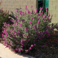 How To Prune Flowering Shrubs And The Secret Behind It All