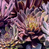 Tips On Low-Maintenance Landscaping That Look Professional