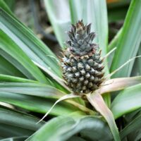 What You Need To Know To Grow A Pineapple In Your Own Home