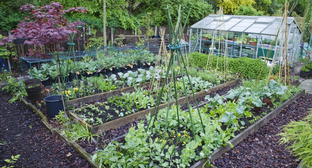 9-Tips-for-Starting-a-Vegetable-Garden-at-Home-hungry-garden