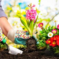 Home Garden: The Top Tools and Equipment for a Successful Home Garden