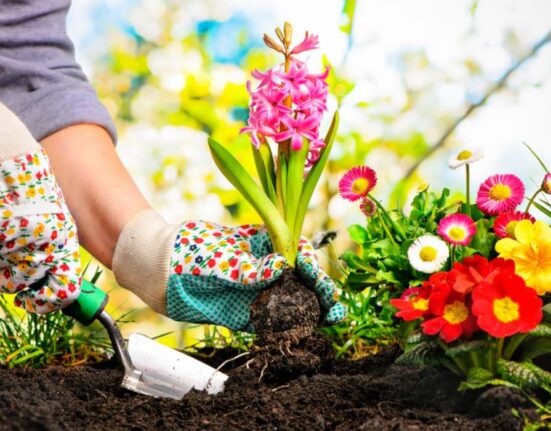 Home Garden: The Top Tools and Equipment for a Successful Home Garden