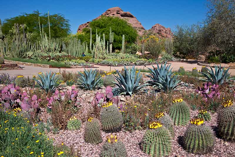 Home Landscaping: The 10 Importance of Native Plants in Home Landscaping