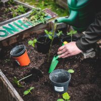Starting a Garden: Tips and Tricks for Beginner Gardeners