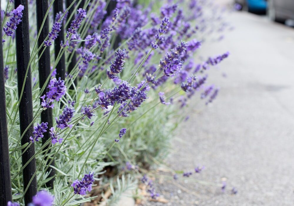 The Best Plants for Low-Maintenance and Drought-Resistant Gardens