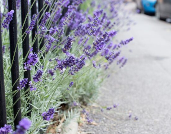 The Best Plants for Low-Maintenance and Drought-Resistant Gardens