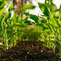 The Importance of Sustainable Gardening Practices