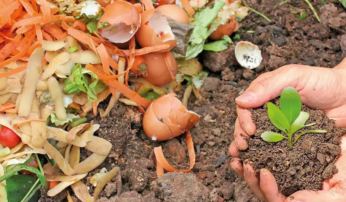 The Role of Composting in a Healthy Home Garden