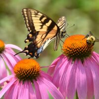 What-are-Pollinators-in-the-Garden-and-their-Importance-Gardening-101-Hungry-Garden