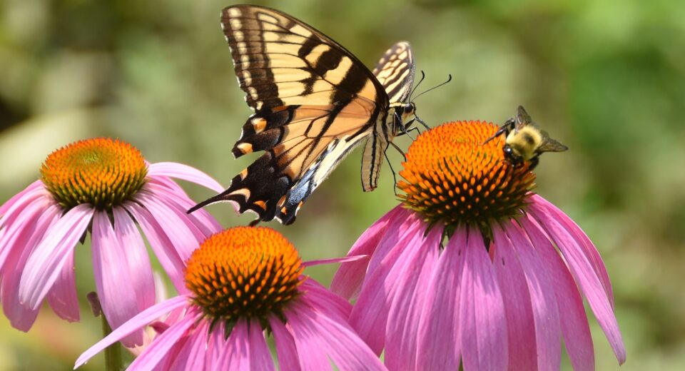 What-are-Pollinators-in-the-Garden-and-their-Importance-Gardening-101-Hungry-Garden