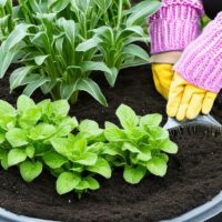 Garden Flourishing Through the Winter-Months
